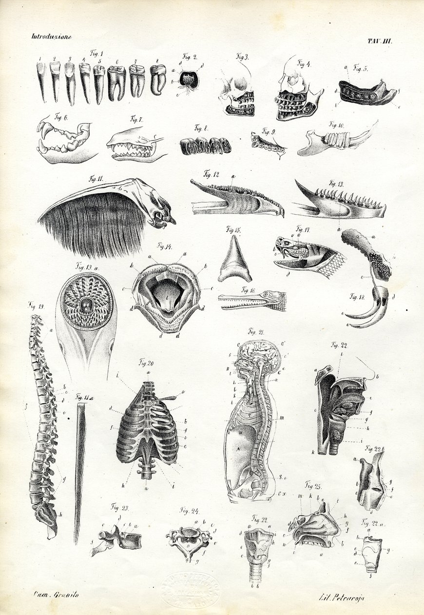 Dents, 1863-79 - Raimundo Petraroja