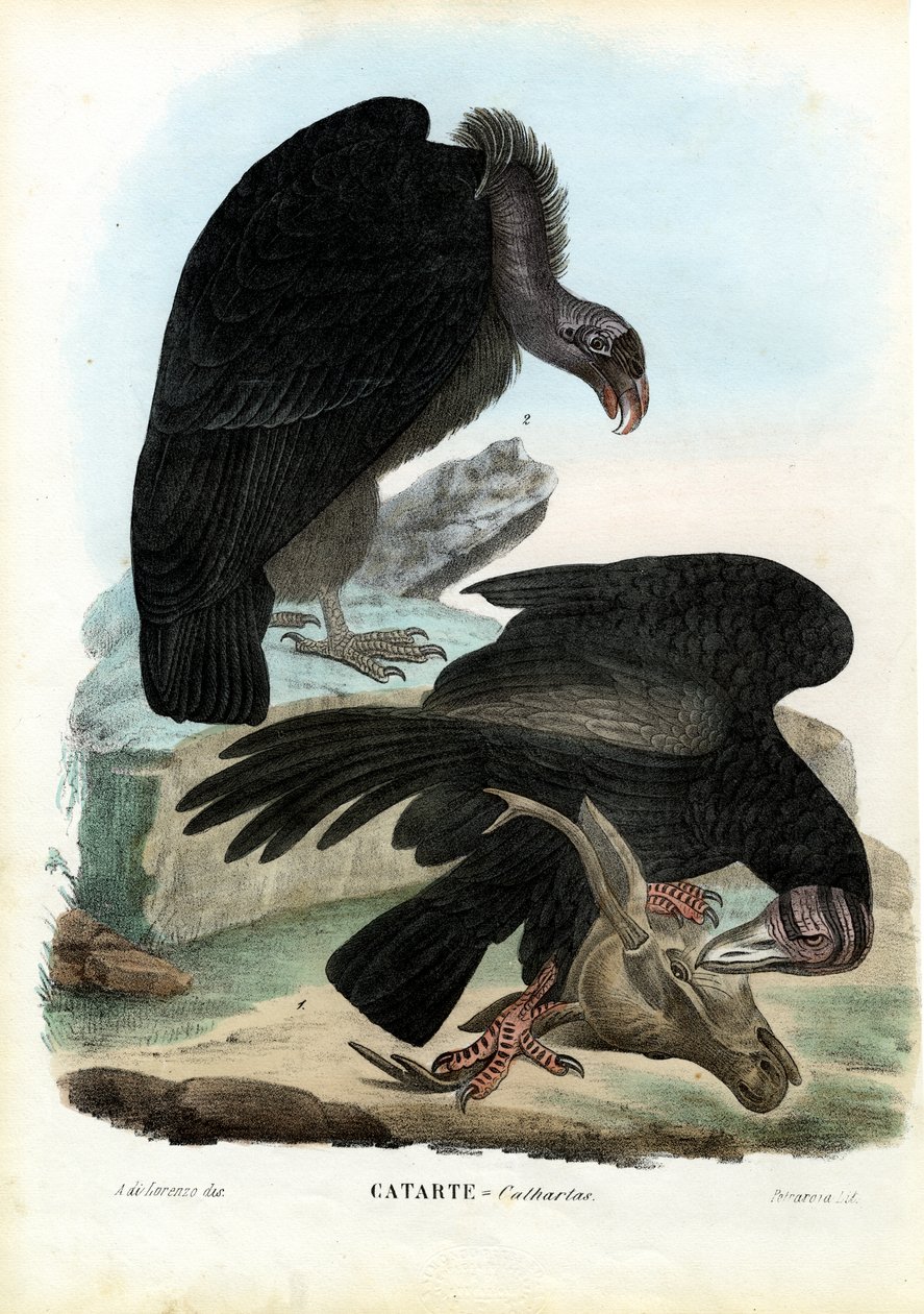 Vautours, 1863-79 - Raimundo Petraroja
