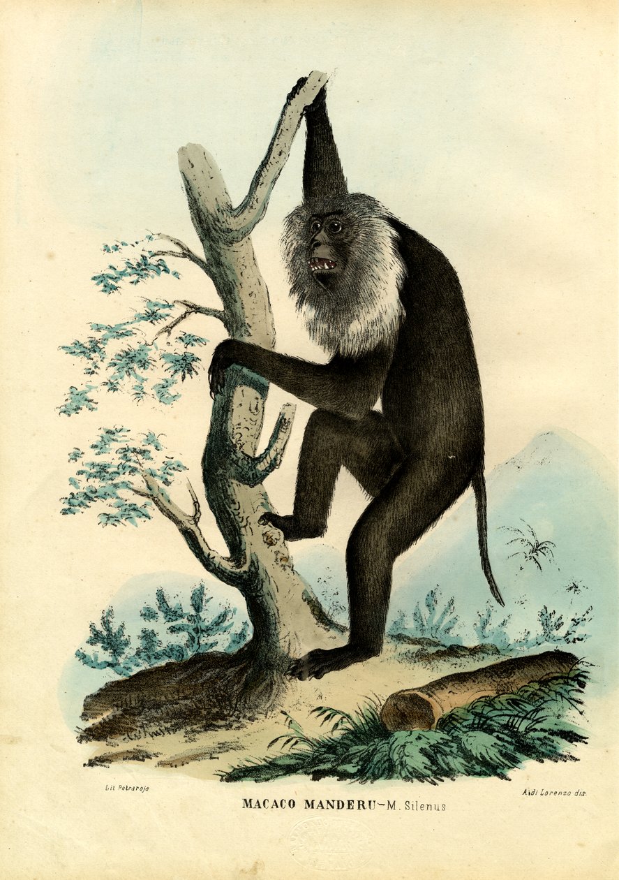Wanderoo, 1863-79 - Raimundo Petraroja