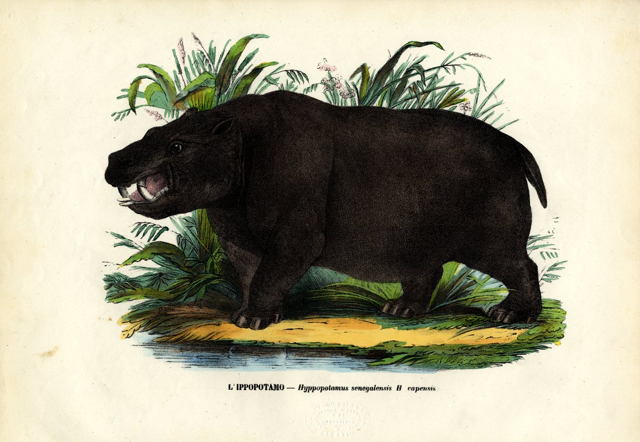 Hippopotame, 1863-79 - Raimundo Petraroja