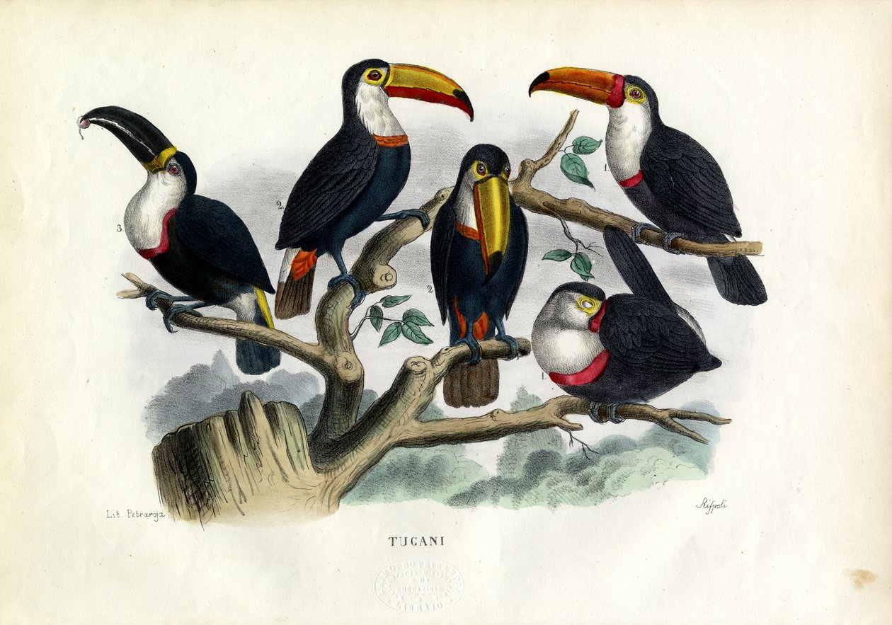 Toucans, 1863-79 - Raimundo Petraroja