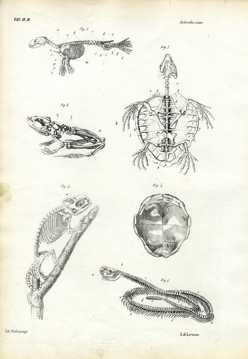 Tortue, 1863-79 - Raimundo Petraroja