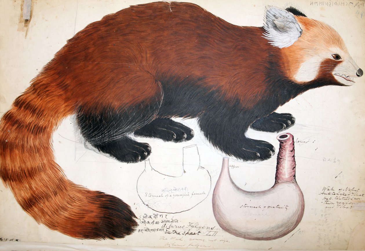Manuscrits Hodgson Panda rouge, 1831-47 - Raj Man Singh