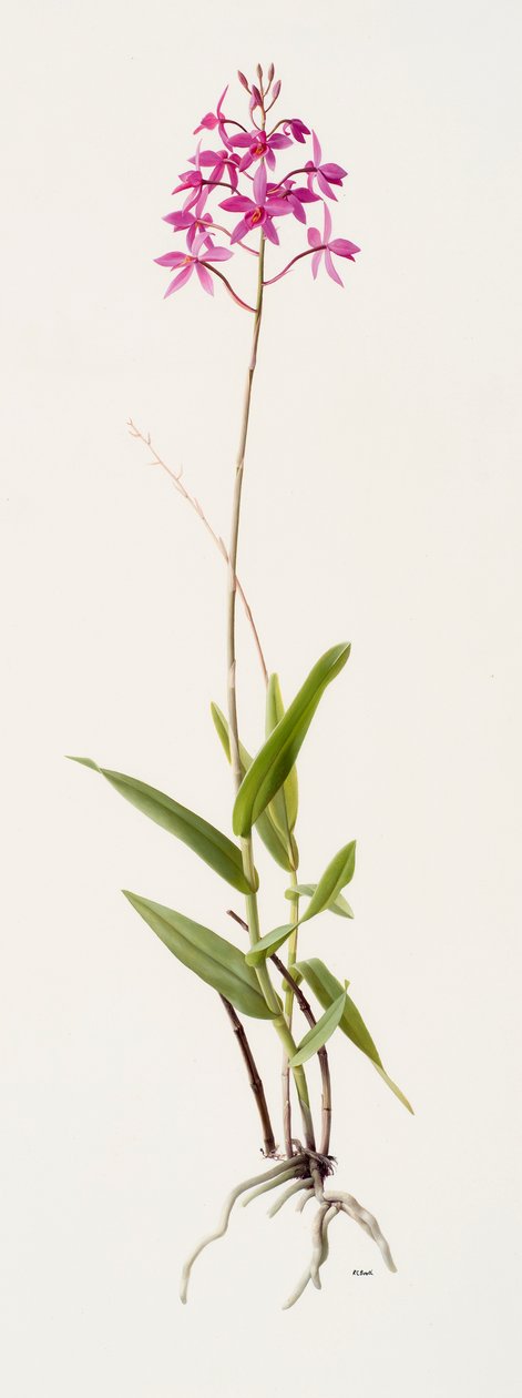 Barkeria skinneri (huile sur papier) - Raymond Booth
