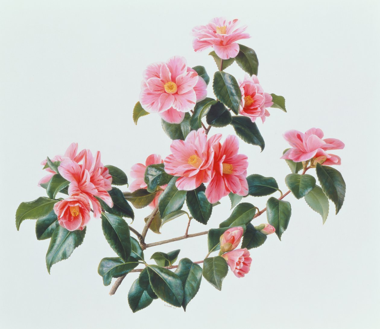 Camellia Japonica Tricolor - Raymond Booth