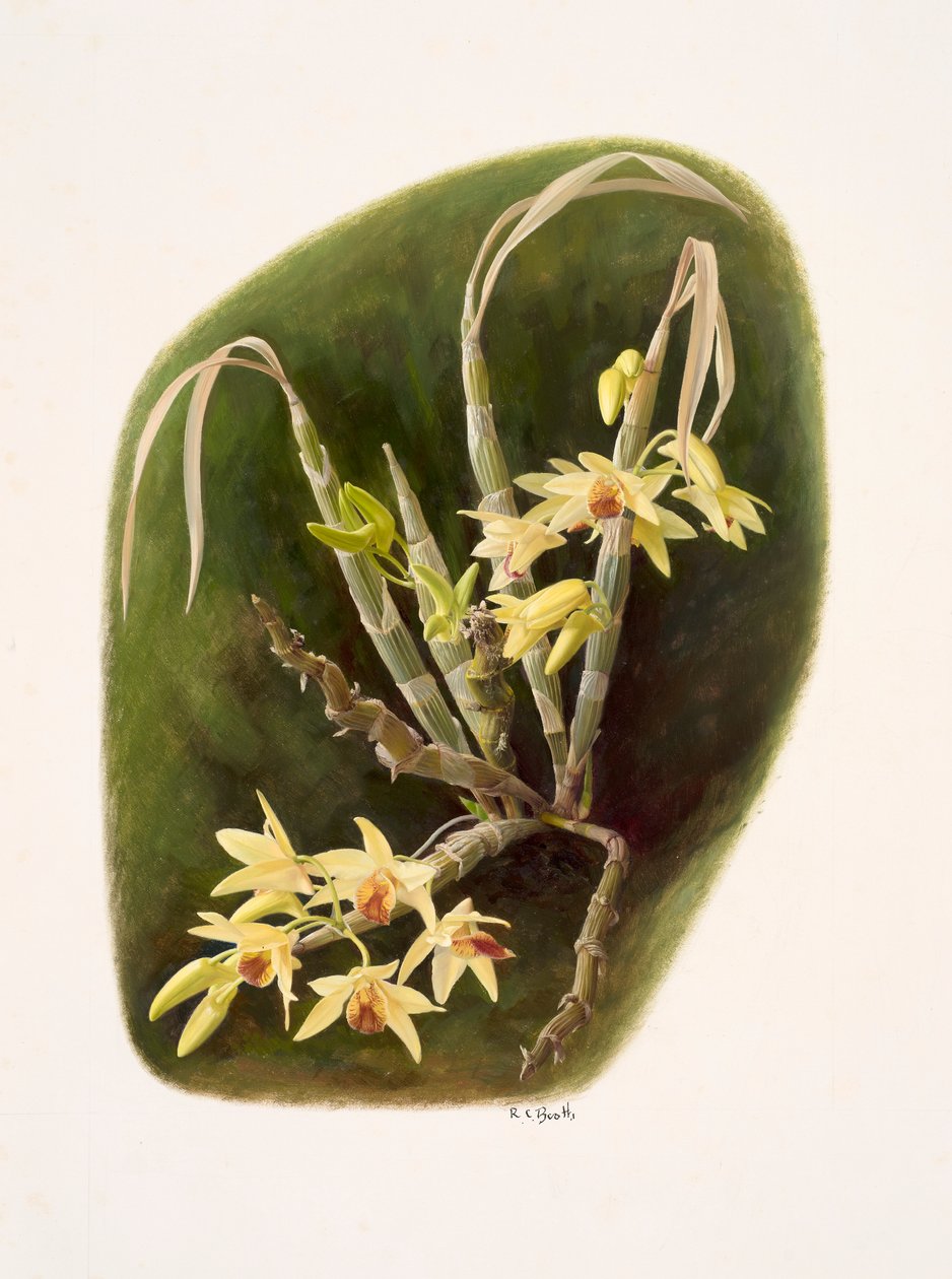 Dendrolium aureum (oil on paper) - Raymond Booth