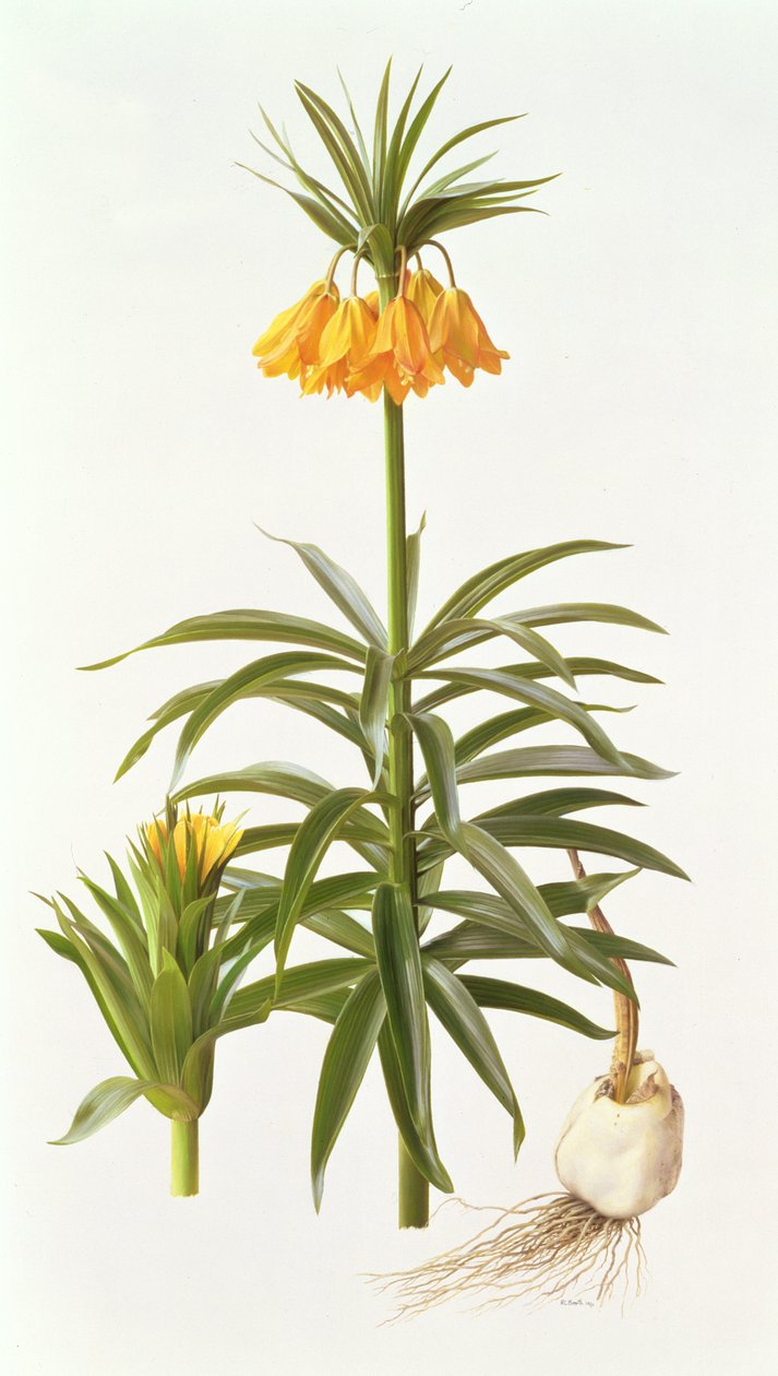 Fritillaria Eduardii - Raymond Booth