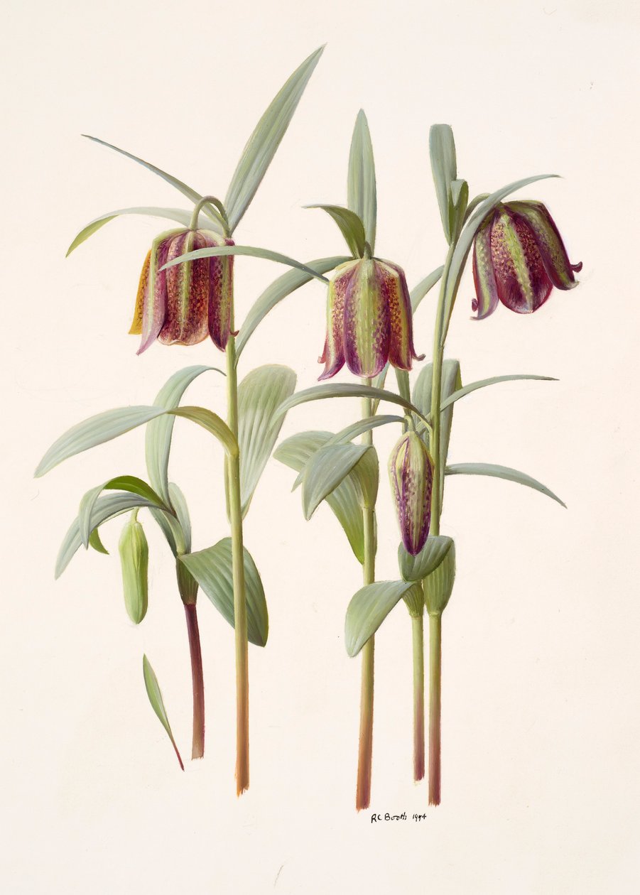 Fritillaria kotschyana - Raymond Booth