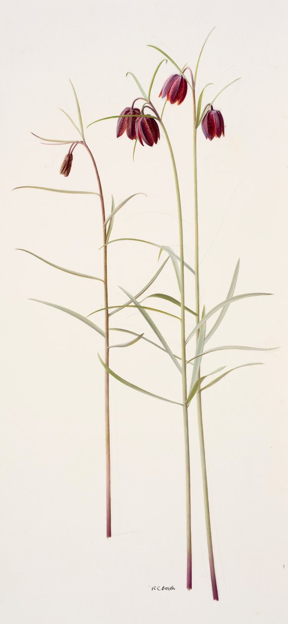 Fritillaria montana (huile sur papier) - Raymond Booth
