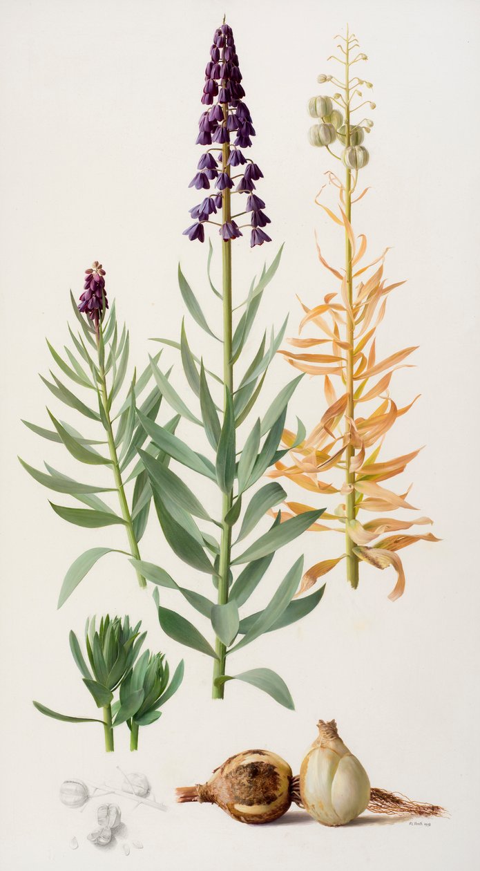 Fritillaria persica - Raymond Booth