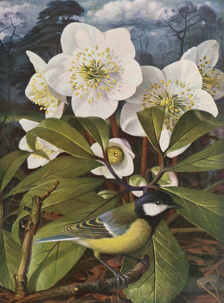 Grand titre avec la rose de Noël - Raymond Booth