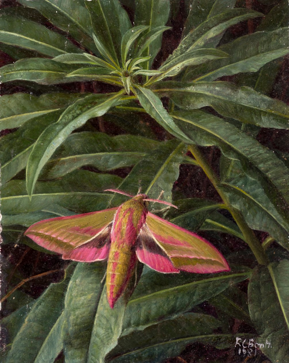 Papillon de nuit sur le feuillage - Raymond Booth