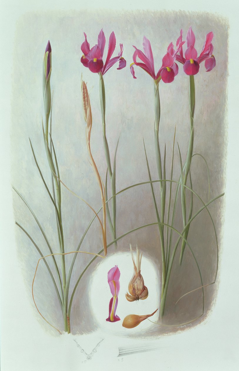 Iris filifolia - Raymond Booth