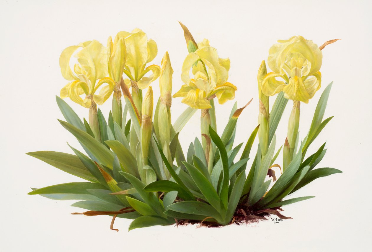 Iris lutescens (huile sur papier) - Raymond Booth