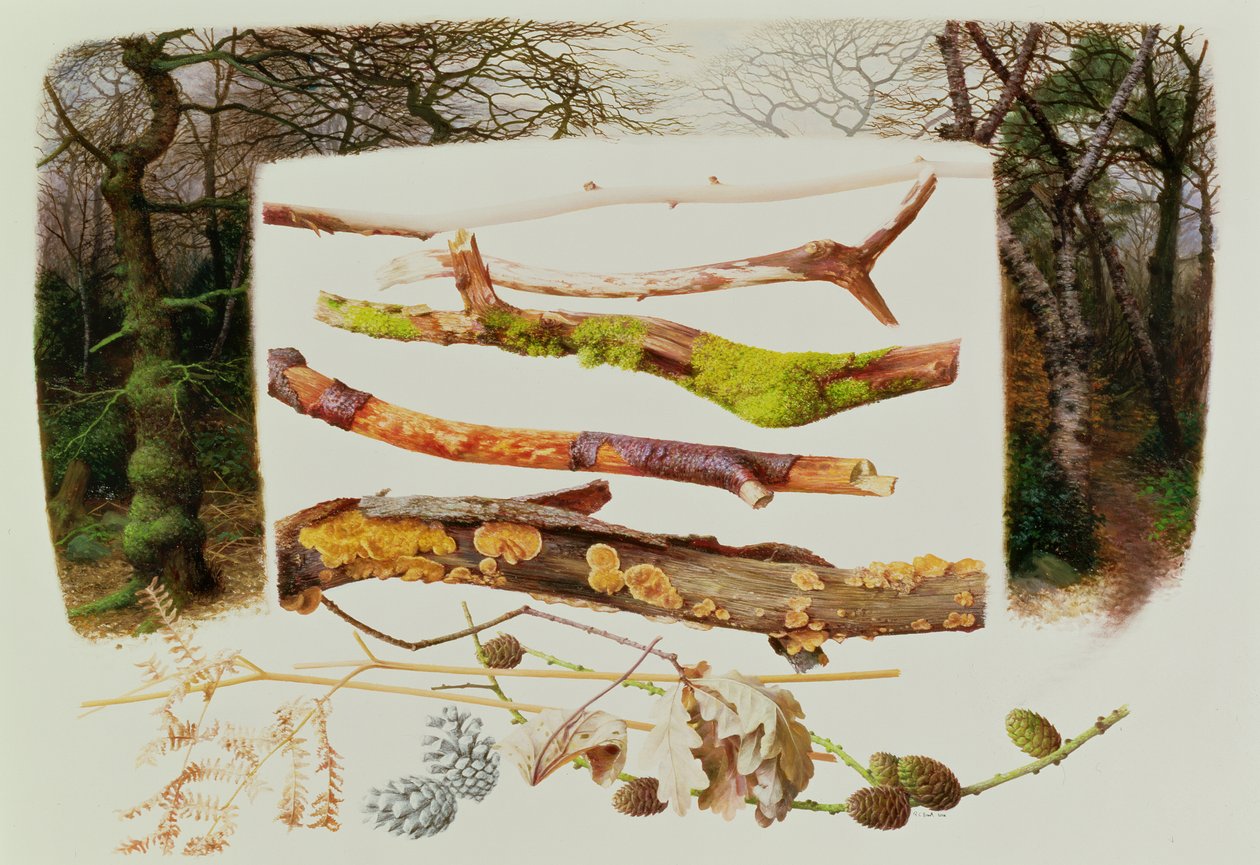 Éléments de la forêt d