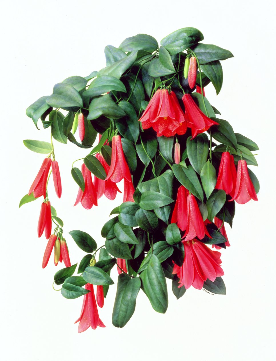 Lapegeria Rosea - Raymond Booth