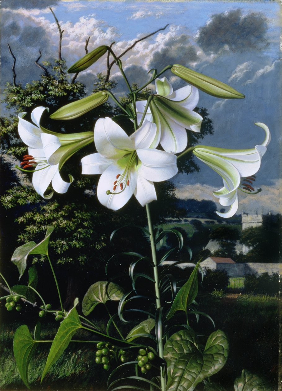 Lilium Emerald, vers 1959 (huile sur carton) - Raymond Booth