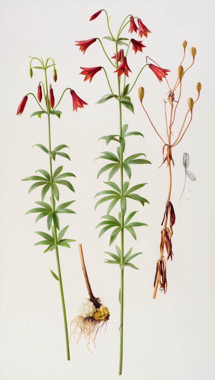 Lilium grayi - Raymond Booth