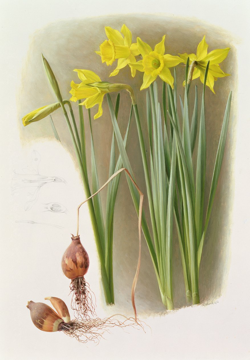 Narcisse Hispanique Bujei - Raymond Booth