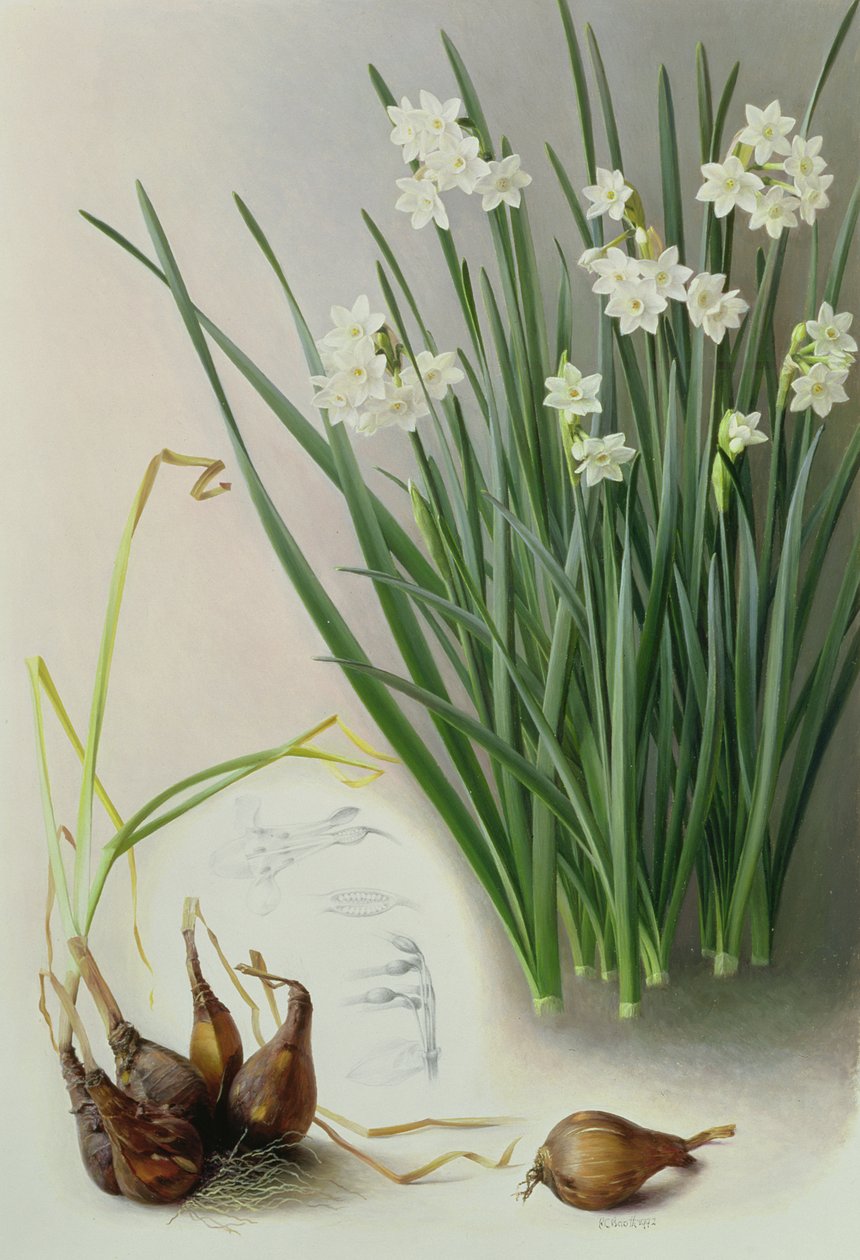 Narcisse Pannizianus - Raymond Booth