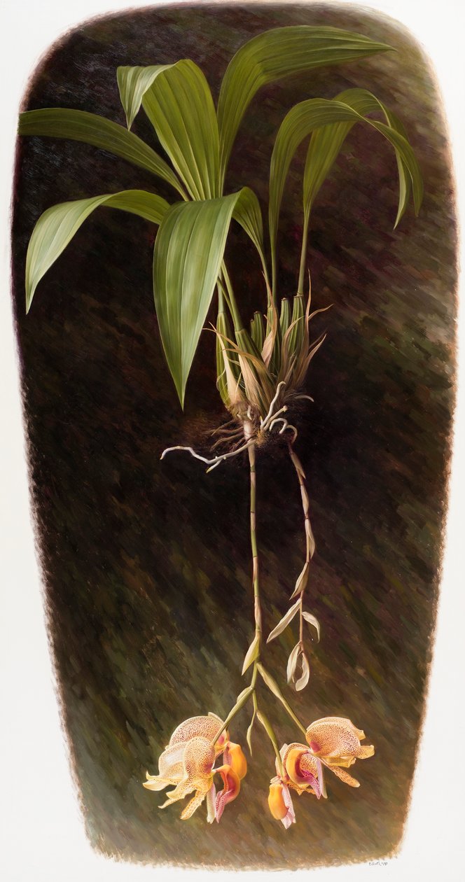 Orchidée - Raymond Booth