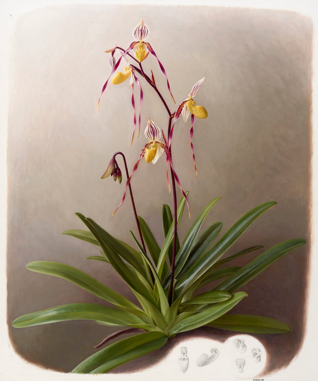 Orchidée - Raymond Booth