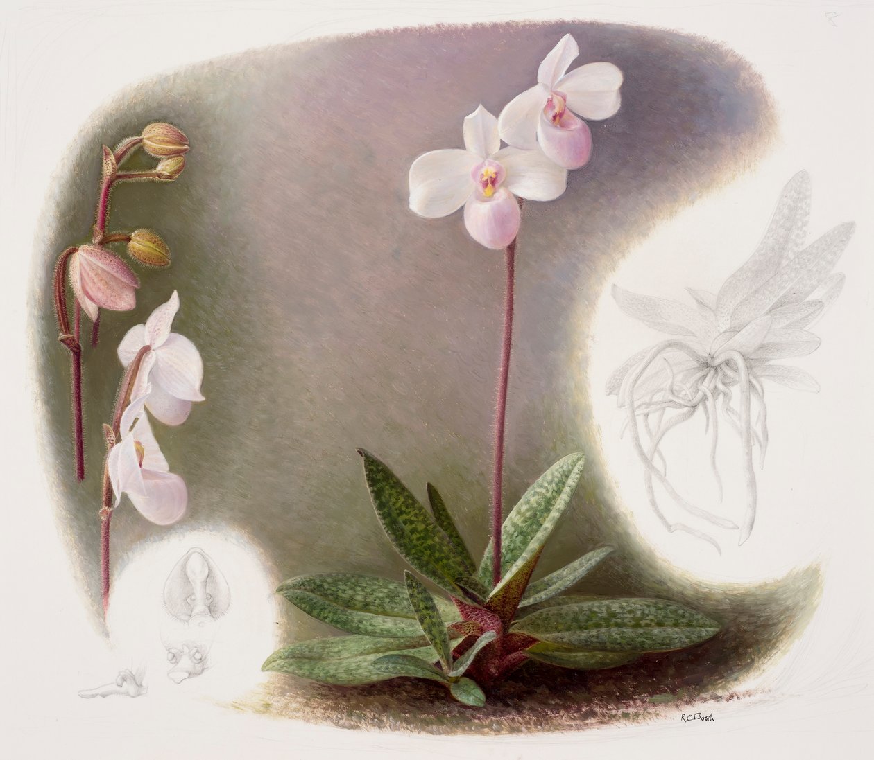 Paphiopedilium delenatii (huile sur papier) - Raymond Booth