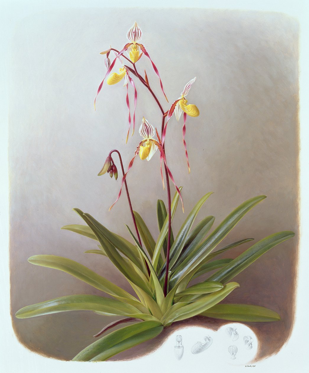 Paphiopedilum Philippinense - Raymond Booth