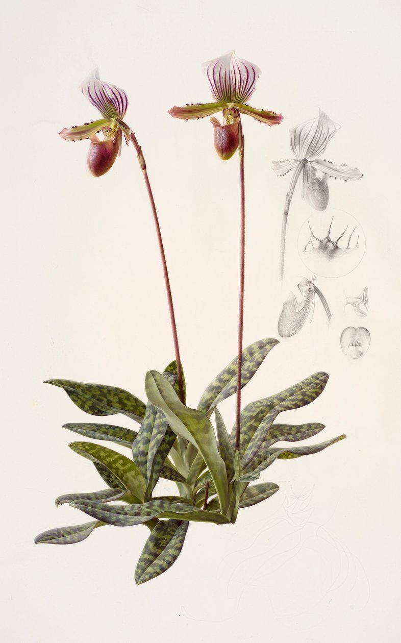 Paphiopedilum barbatum (huile sur papier) - Raymond Booth