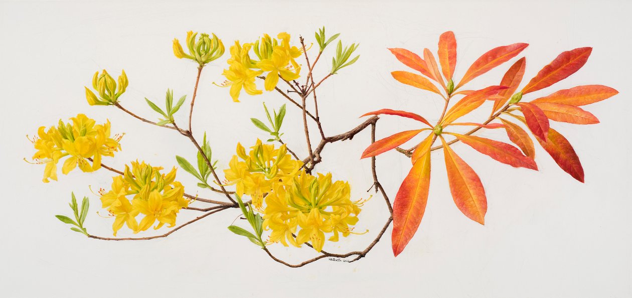 Rhododendron uteum (oil on paper) - Raymond Booth