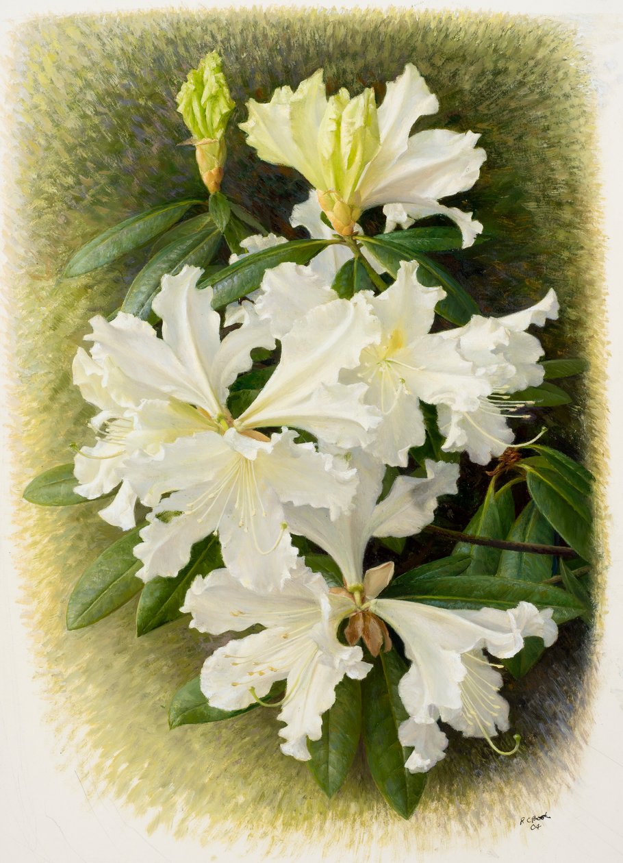 Rhododendron veitchianum, 2004 (huile sur papier) - Raymond Booth