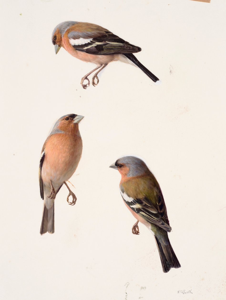 Trois études d
