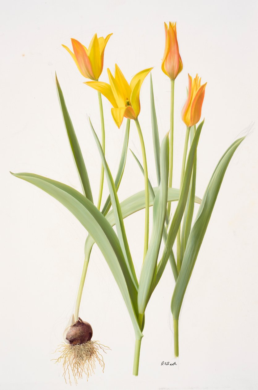 Tulipa ferganica (huile sur papier) - Raymond Booth