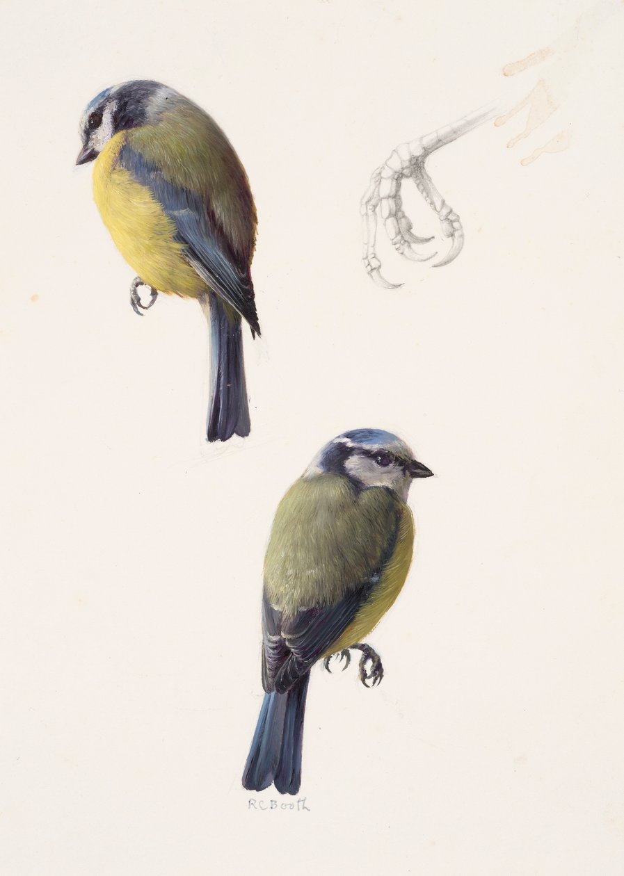 Deux études d