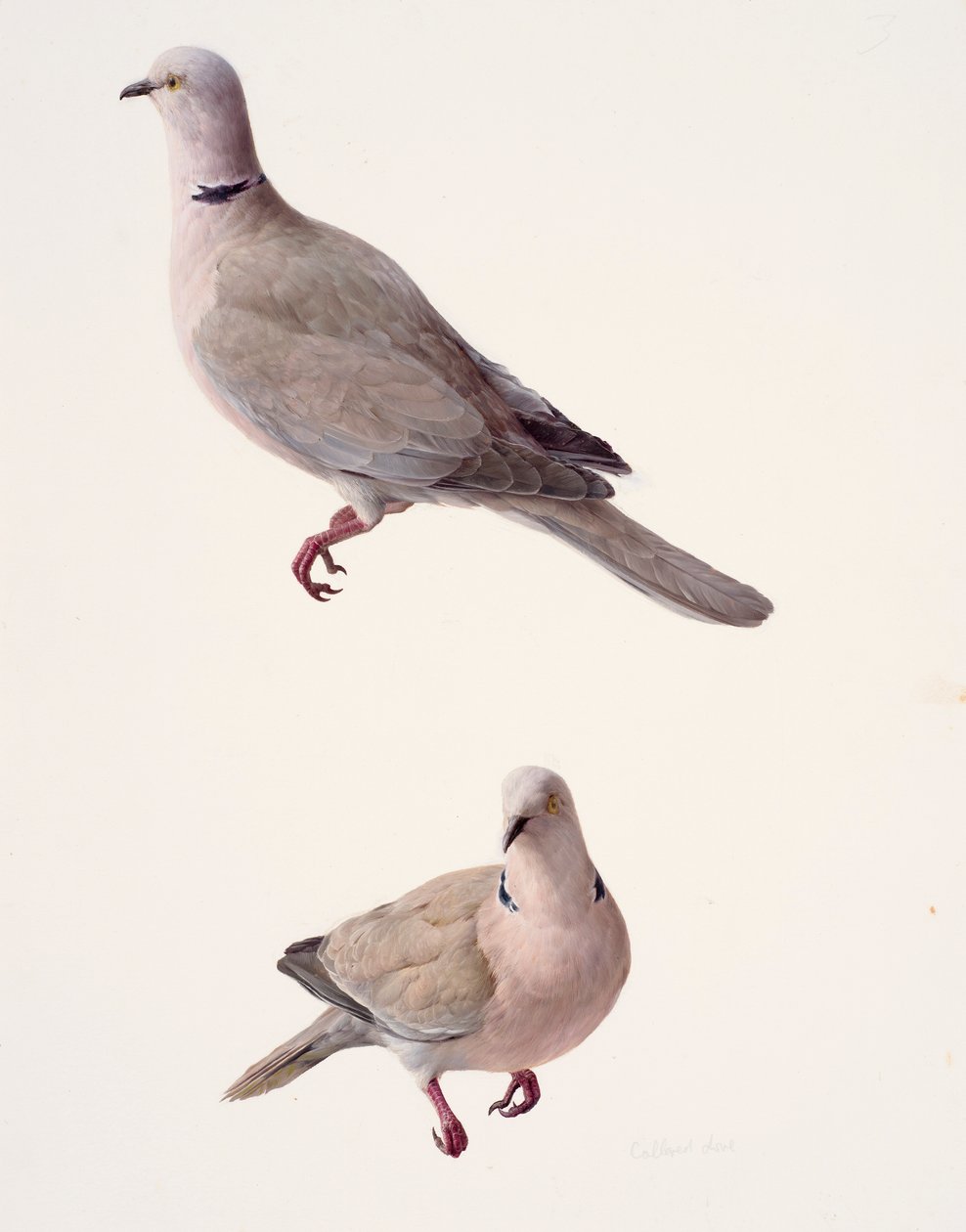Deux études d