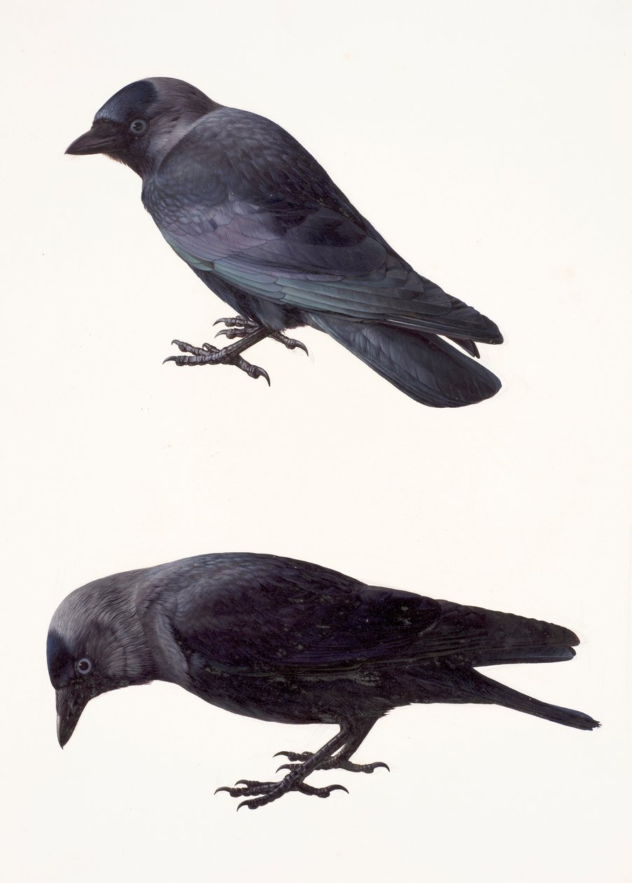 Deux études d