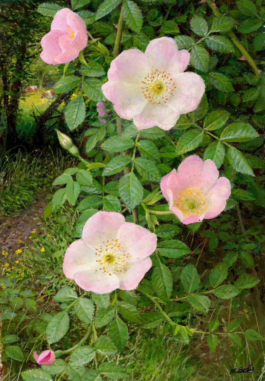 Roses sauvages (huile sur carton) - Raymond Booth