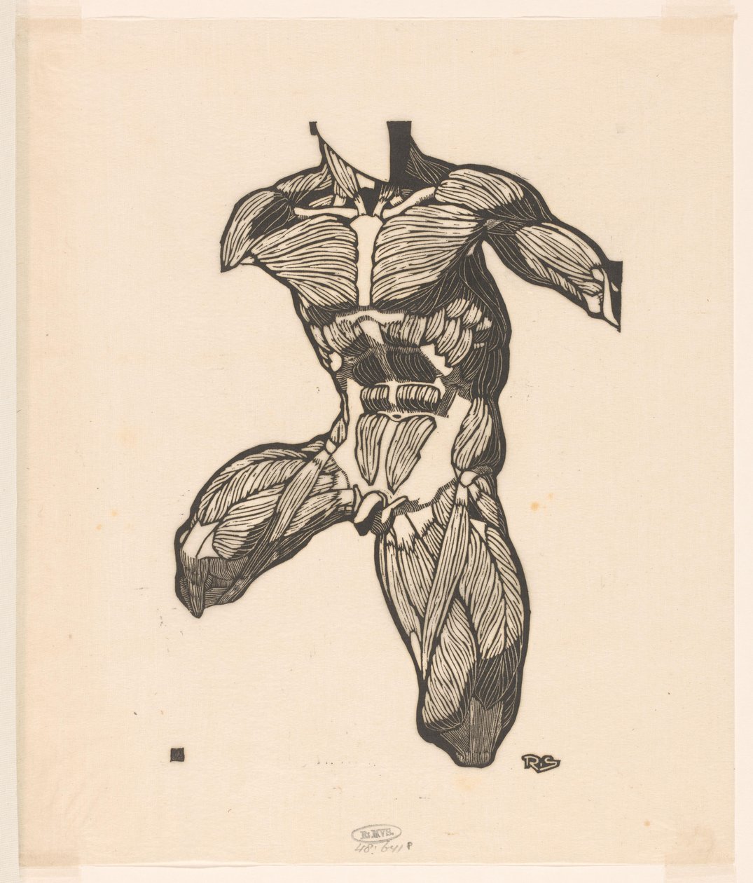 Étude anatomique des muscles du cou, de l
