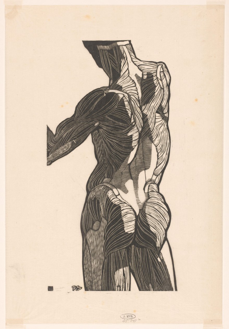 Étude anatomique des muscles du dos et des fesses d