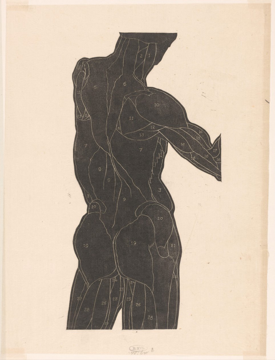 Étude anatomique des muscles du dos et des fesses d