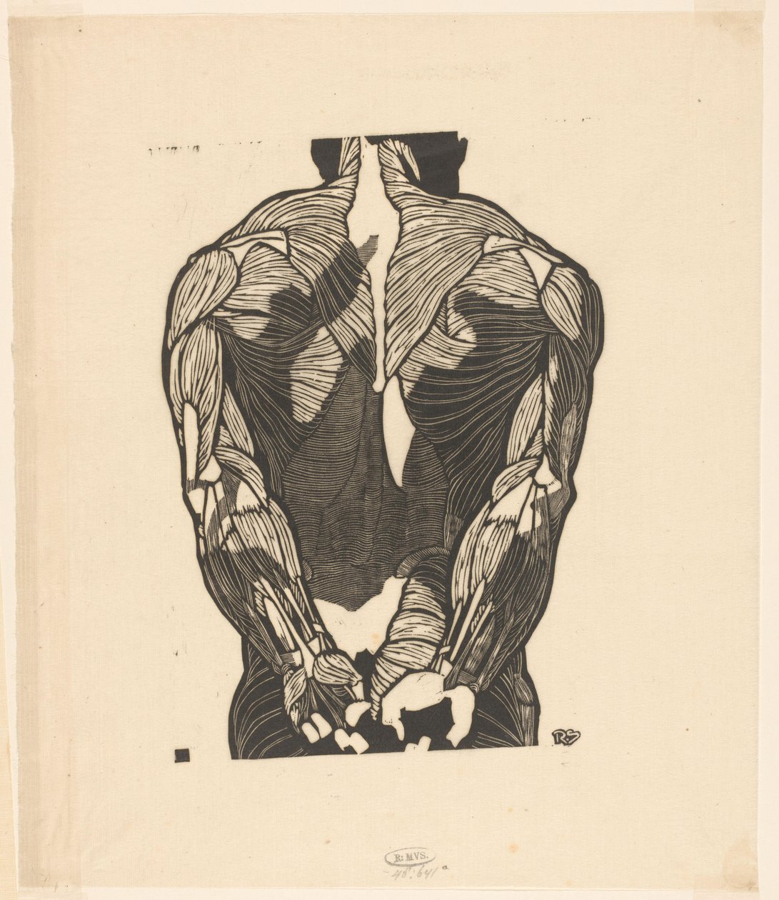 Étude anatomique des muscles du dos d