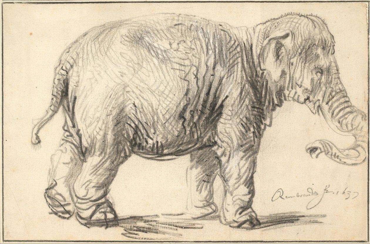 Un éléphant - Rembrandt van Rijn