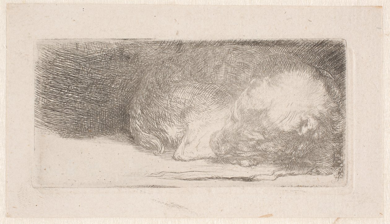 Chiot endormi - Rembrandt van Rijn
