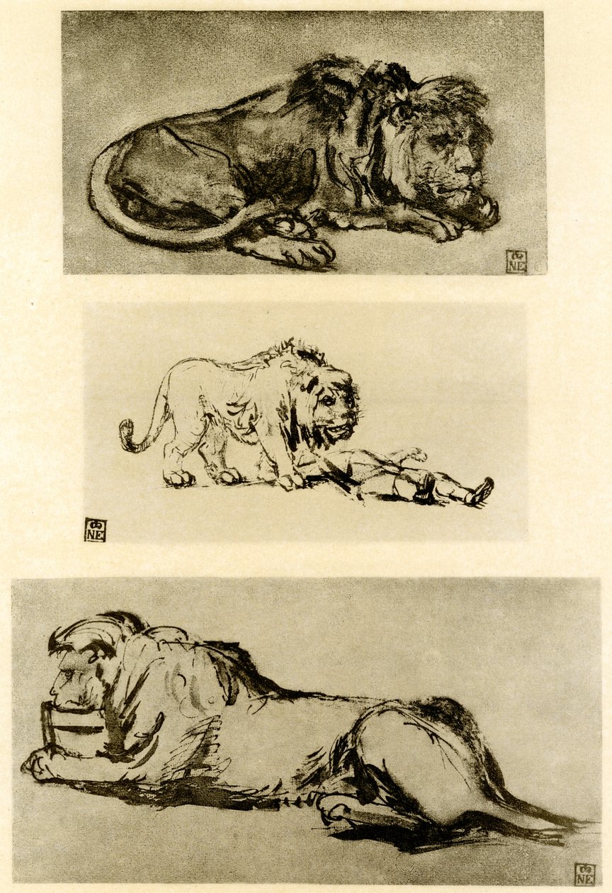 Trois études de lion - Rembrandt van Rijn