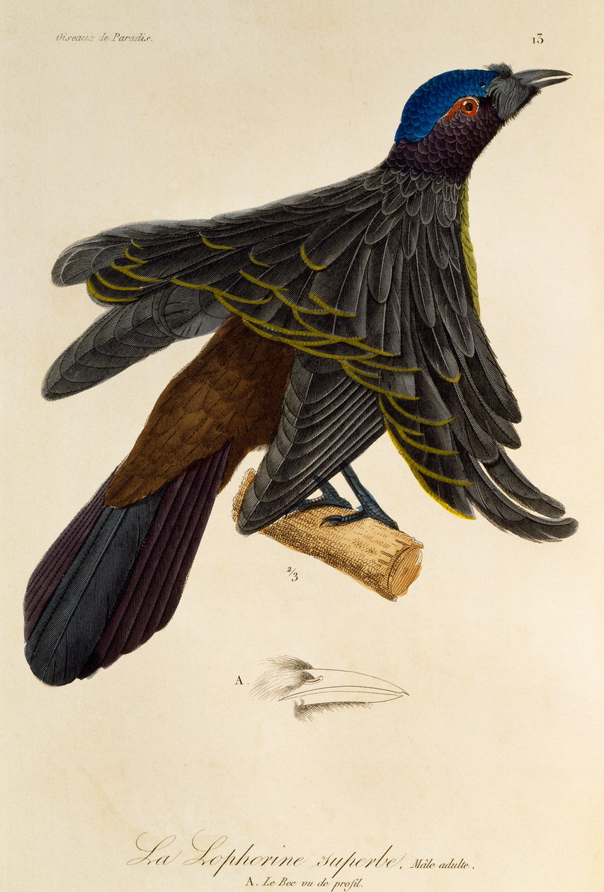 Mâle adulte du Superbe Oiseau de paradis (Lophorina superba), gravure de Histoire naturelle des oiseaux de paradis et des épimaques - René Primevère Lesson