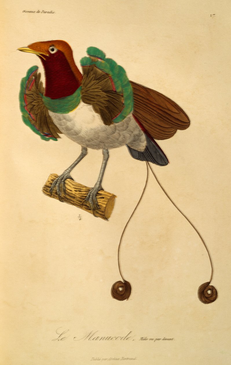 Mâle du Roi des oiseaux de paradis (Cicinnurus regius), gravure de Histoire naturelle des oiseaux de paradis et des épimaques - René-Primevère Lesson