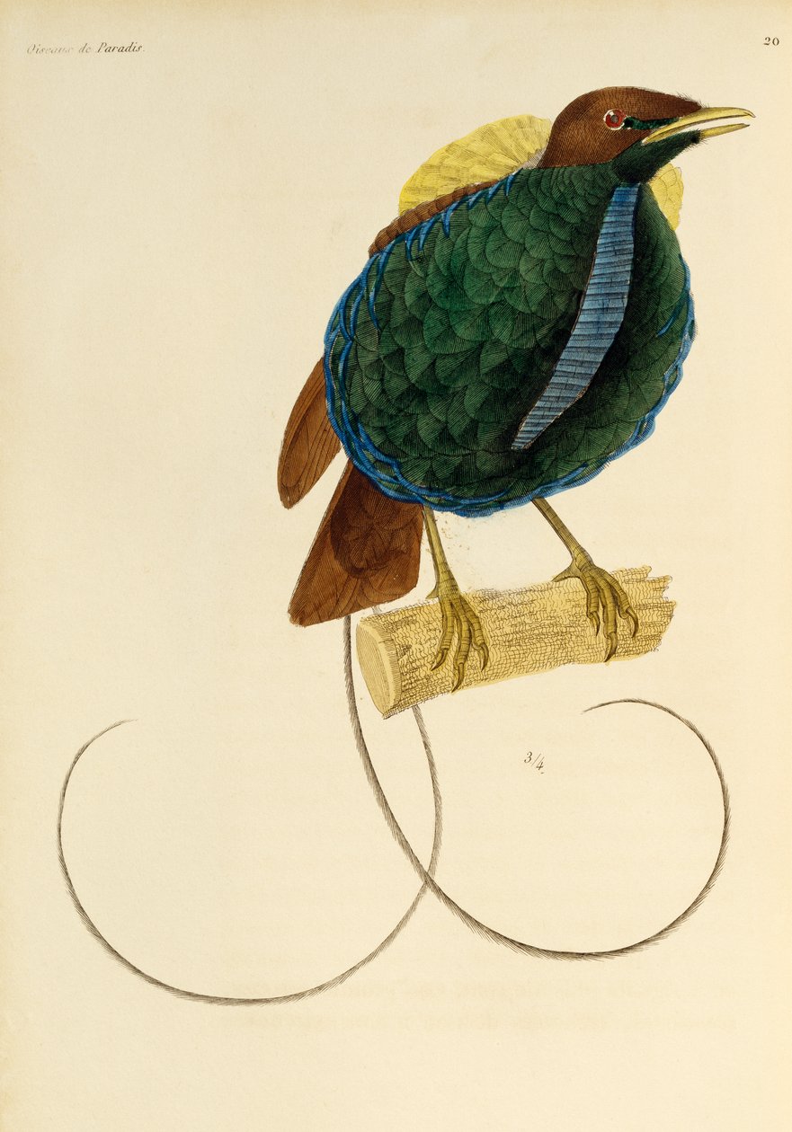 Mâle du Magnifique Oiseau de paradis (Cicinnurus magnificus), gravure de Histoire naturelle des oiseaux de paradis et des épimagues - René-Primevère Lesson