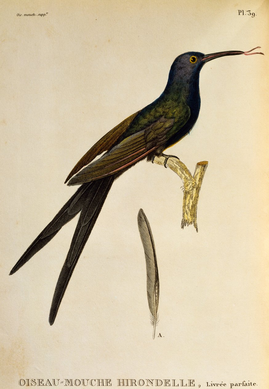 Colibri à queue fourchue (Eupetomena macroura), gravure de Les trochilidees ou les colibris et les oiseaux-mouches - René Primevère Lesson