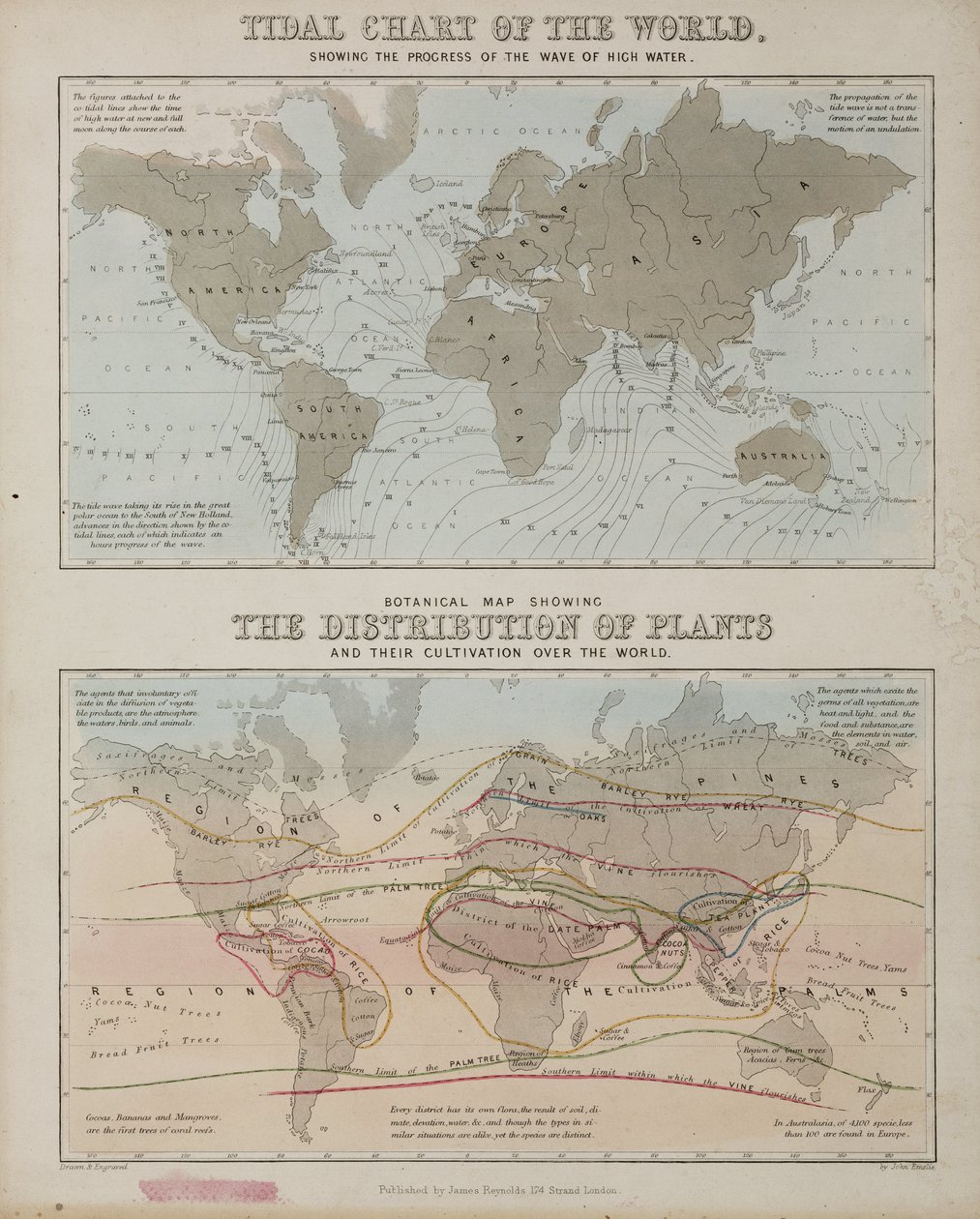 Une carte des marées et une carte de la distribution des plantes à travers le monde, vers 1850 - John Pardon