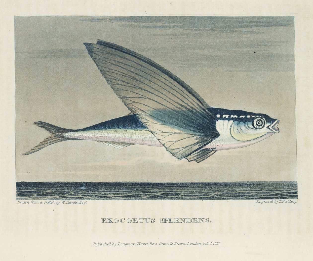 Poisson volant - John Pardon